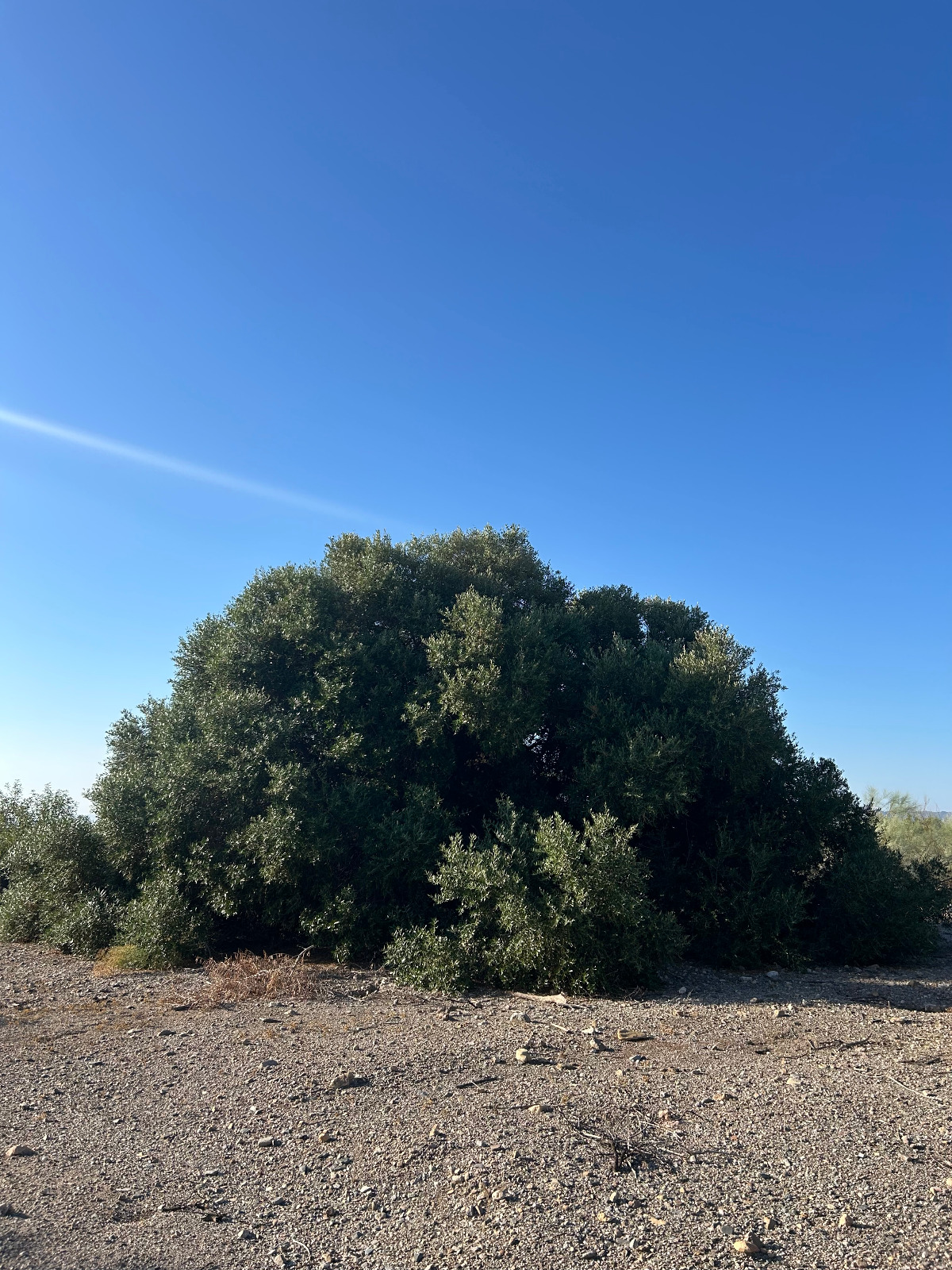 El Abuelo, olivo resistente y aromático
